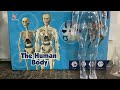 The Human Body toy Collection