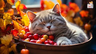 Relax Your Cat  3 HOURS of Soothing Music for Cats | Cat Purring Sounds | Meow Lullaby