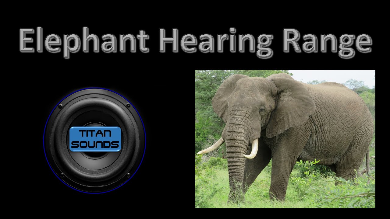 Elephant Hearing Range (16Hz12000Hz Tone Sweep) YouTube