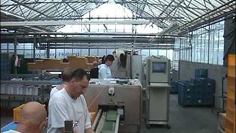 Cucumber grading line