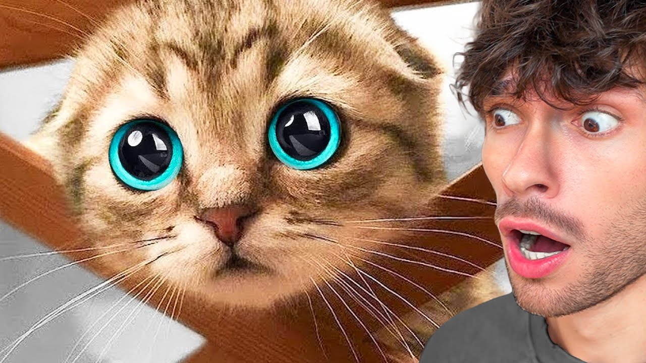 Les Vidéos D'animaux Les Plus Drôles !