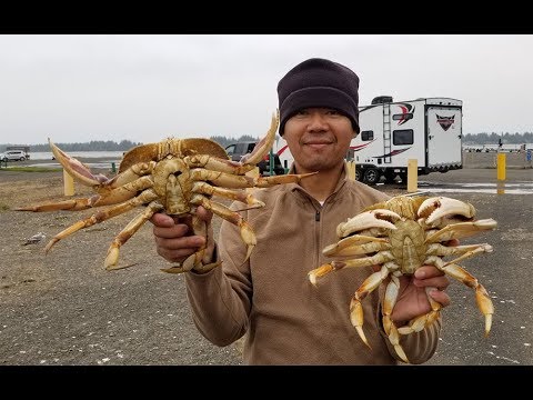 How to catch crab with a crab hawk - Oregon crabbing 