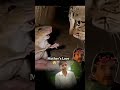#viralvideo Mam 💘 ki 😱Mamta janwar janvaron 🐁ki Mamta 🐱#mother #animls