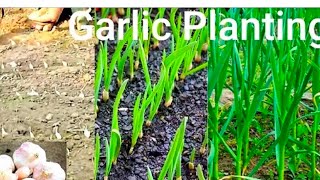 Local garlic farming in backyard (#northeast india) 🧄 🥒 ☘️