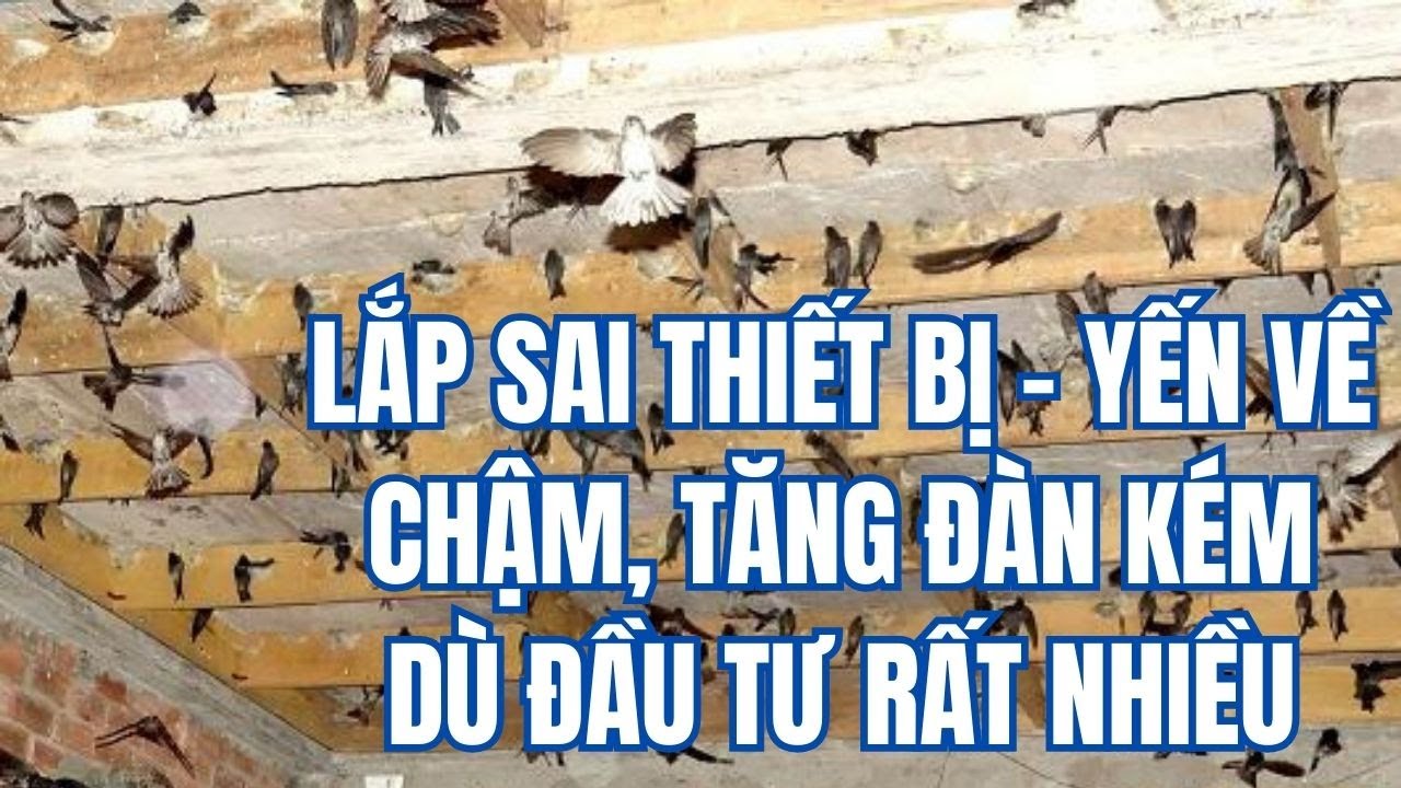 Lắp sai thiết bị – Yến về chậm, tăng đàn kém dù đầu tư rất nhiều