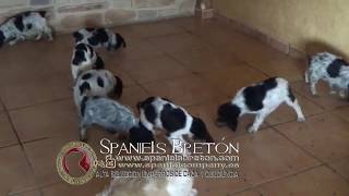 Spaniels Bretón  Perros de Élite