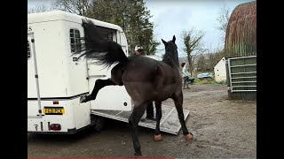 Huge warmblood horse panic&#39;s and cant be taken anywhere!!