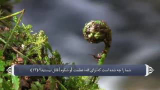 ترجمه صوتی تصویری قرآن حکیم ( 071 ) سوره نوح