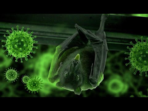 Video: Coronavirus bắt nguồn từ đâu và như thế nào ở Trung Quốc vào năm 2020