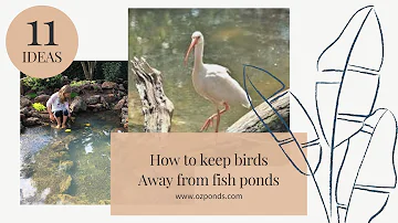 11 options to keep birds away from a fish pond