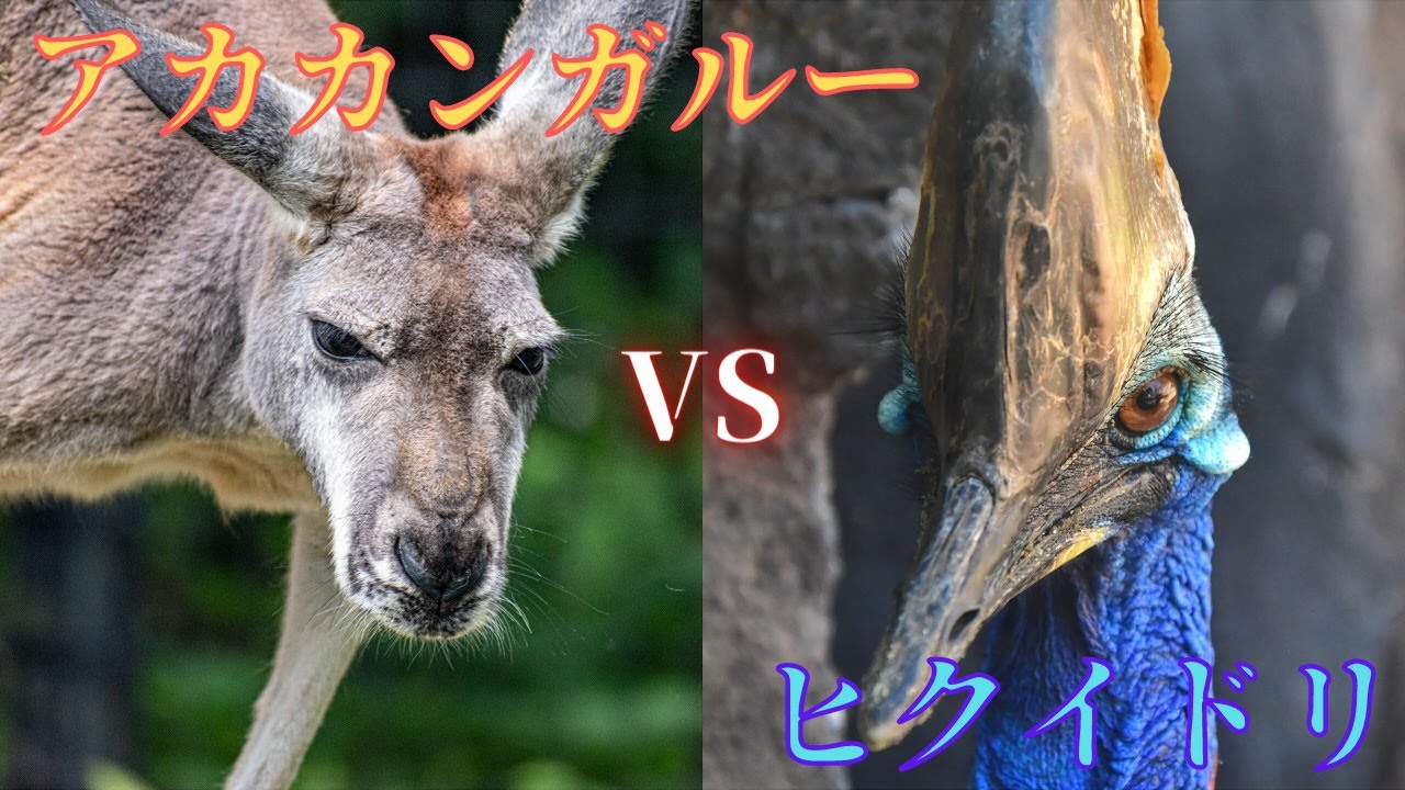 【最強対決】アカカンガルーVSヒクイドリ‼