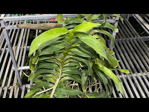 Video CÔ GÁI BÁN QUẾ TRẮNG THANH HOÁ, CÁO XẾP KIỀU TÍM... - youtube