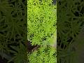 #greenary