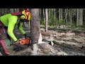 Work in the forest with STIHL MS 500i and felling wedge TR30-AQ - 51/21