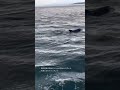 野生のイルカに遭遇!日本の島原湾【九州旅行】#japantravel #九州 #sea