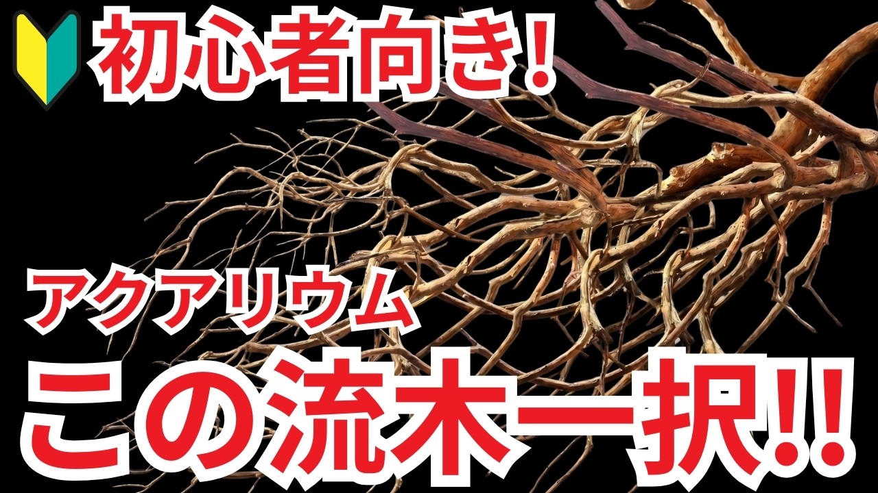 アク抜き不要&すぐ沈む】圧倒的に使いやすい最強の流木でした - YouTube