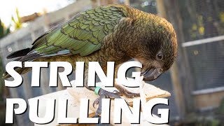 Kea (Nestor notabilis) fail a loose-string connectivity task by Animal Minds 1,304 views 2 years ago 5 minutes, 7 seconds