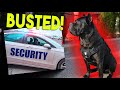 Cane Corso BUSTED by SECURITY