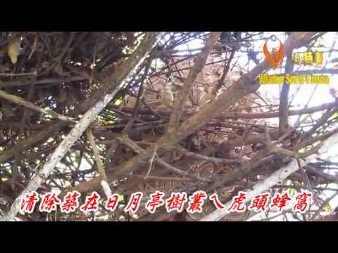 清除築在日月亭樹叢ㄟ虎頭蜂窩071023