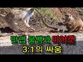 국산 토종 물뱀과 미어캣 3마리가 3:1로 싸웠다...그 결과는?