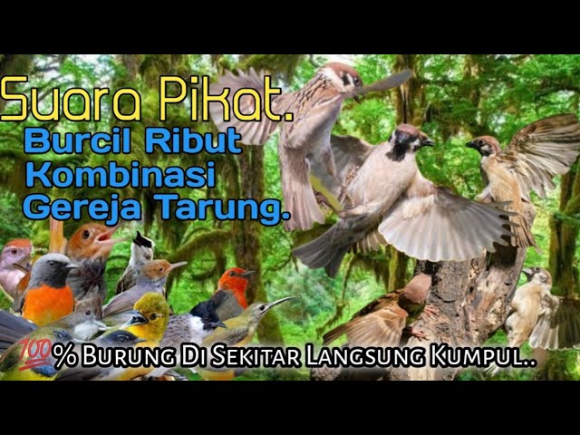 SUARA PIKAT BURCIL RIBUT KOMBINASI. GEREJA TARUNG. BIKIN BURUNG LANGSUNG KUMPUL.. class=