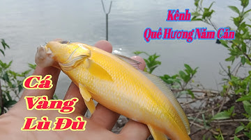 Câu cá vàng Lù đù về đêm