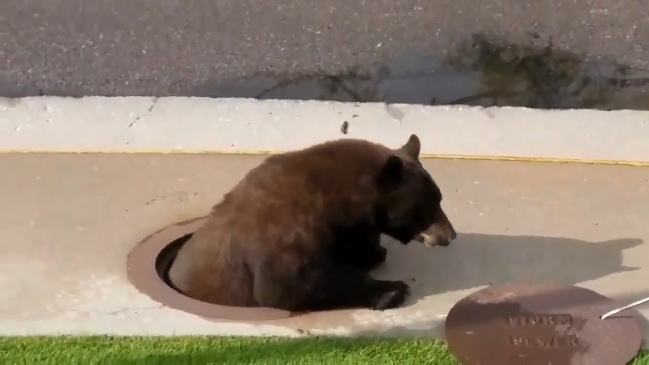 Bear rescued from Colorado storm drain - YouTube