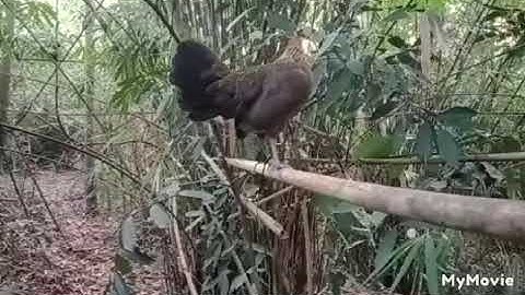 poj qaib seev tsauj tuaj zoo 2023