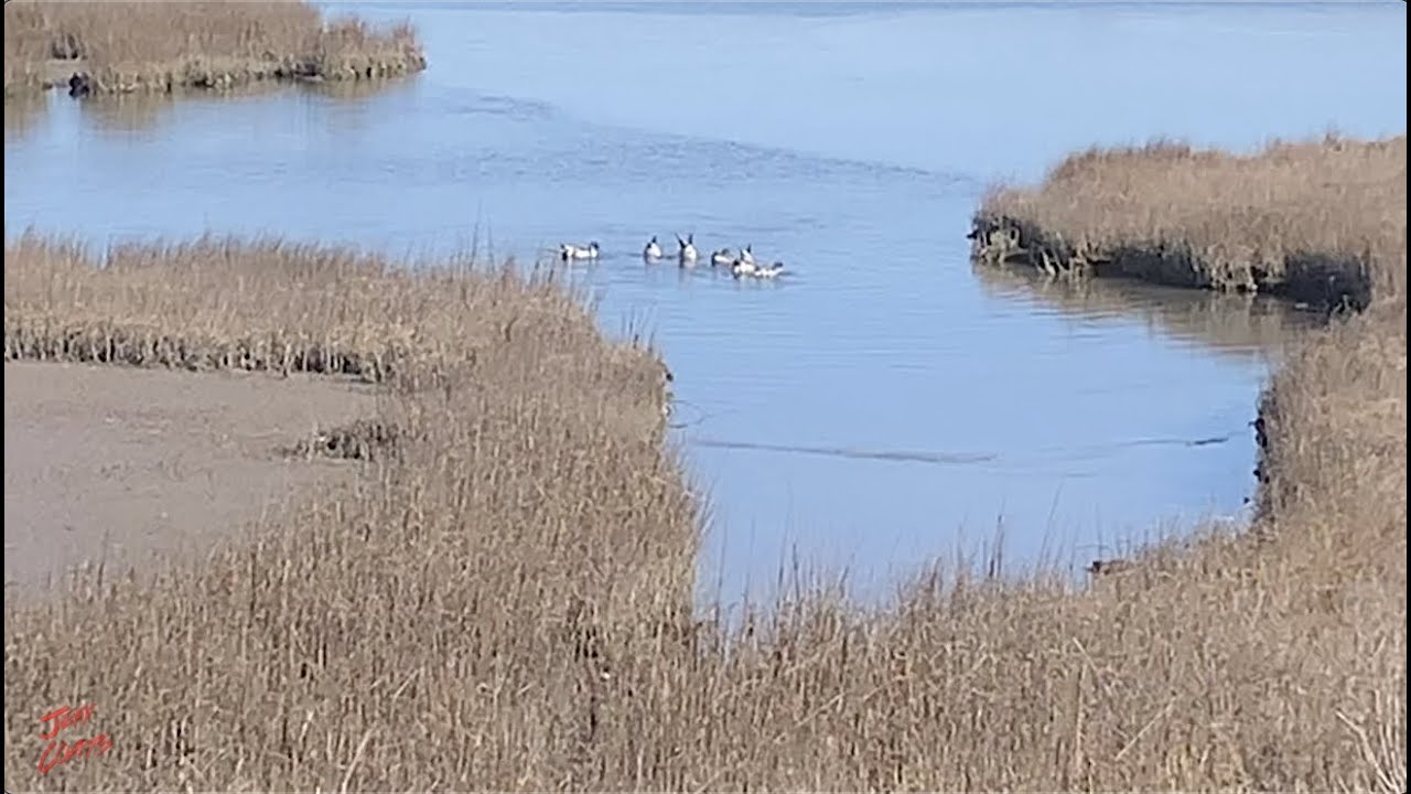 Pintail Waterfowl Photography Duck Hunting YouTube