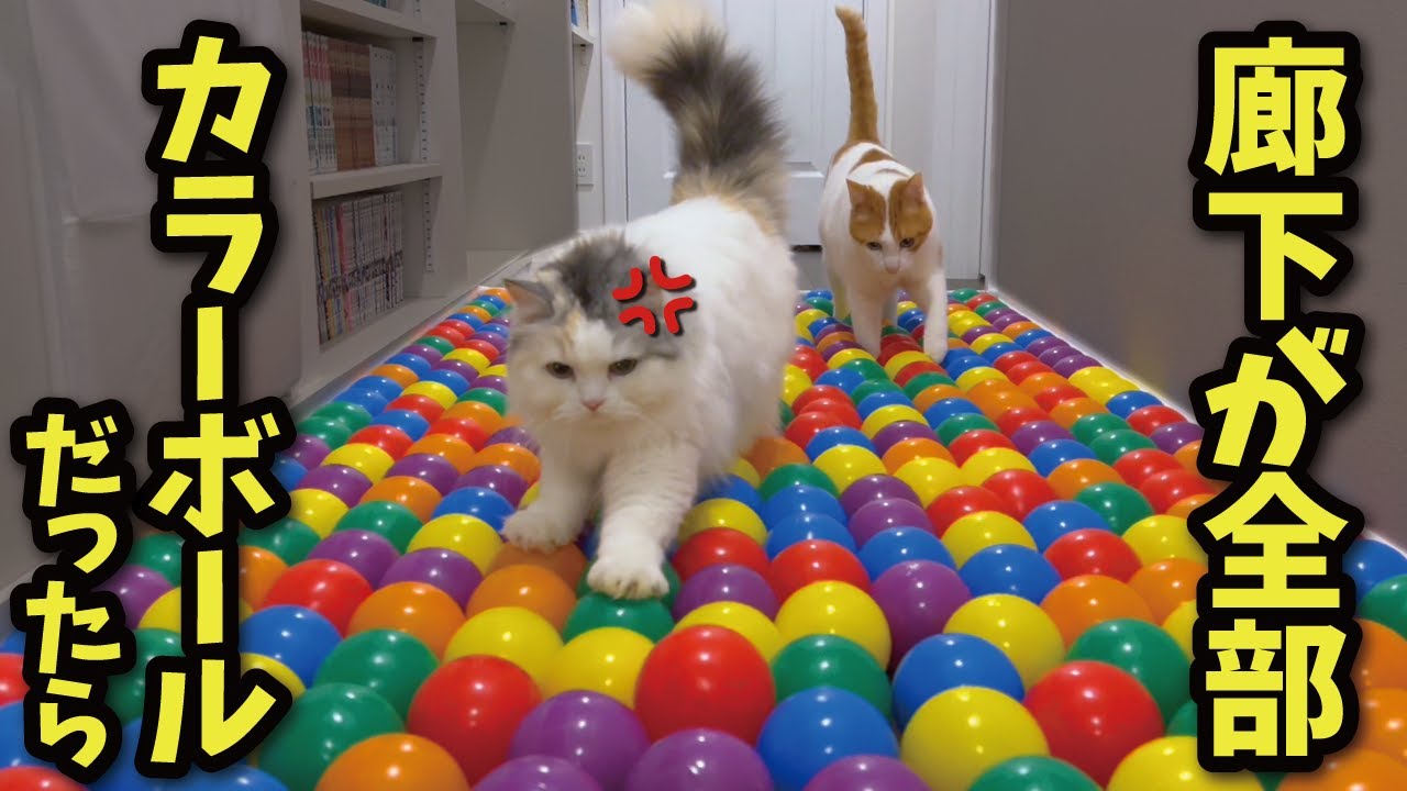 Here's how cats would react if the hallway was filled with colored