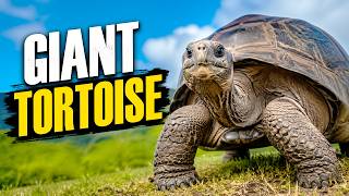 Giant Tortoises: Facts About Nature's Oldest Living Dinosaurs!