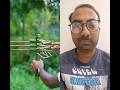 Three arrow and quite Bamboo slingshot #craft #new #ideas #Shorts #Diy #Bamboo