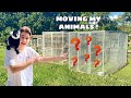 MOVING ALL MY ANIMALS TO MY NEW ZOO ! Part 1
