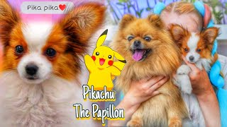 Pikachu The Papillon - 3 months [2023] by Varya The Corgi 502 views 8 months ago 2 minutes, 52 seconds