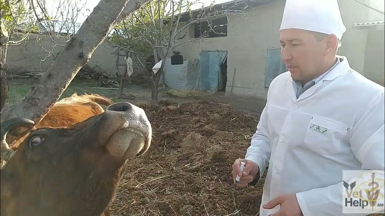 Korish bilan qattiq porno Blowjob onanizm