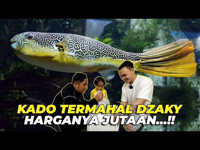 SY0KKK..!! IKAN DARI AFRIKA BUAT DZAKY HARGANYA BIKIN JERITTT..!! UNTUNG... class=