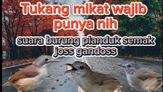 Suara pikat planduk semak paling jitu anti gagal. #suarapikatburung