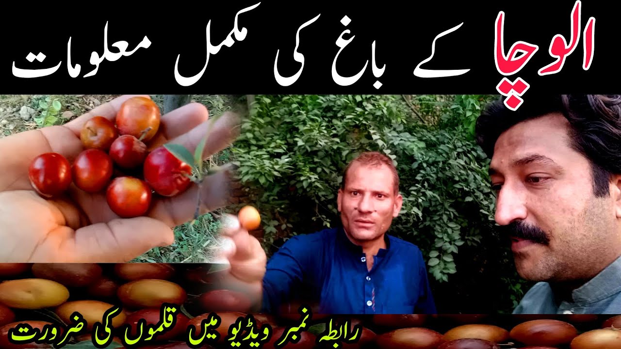 Aloocha Aloocha Farming In Pakistan | Aloocha Fruits Garden Information - YouTube
