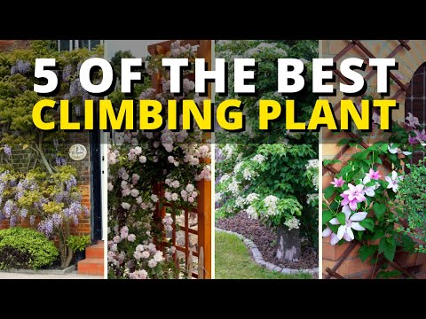 Video: Climbing flower in the house and garden