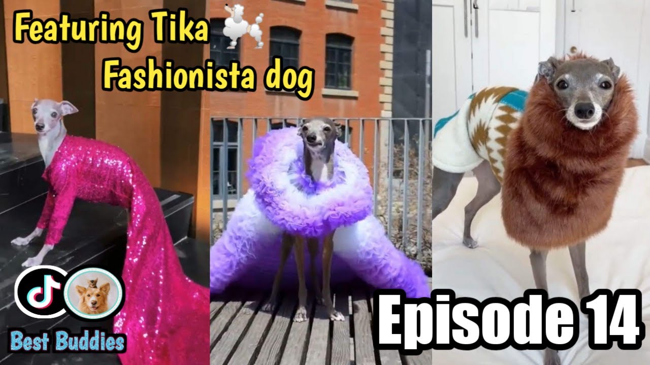 Glamorous Tika/Fashionista dog (Pet’s TIKTOK Video compilation