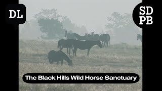 The Black Hills Wild Horse Sanctuary | Dakota Life Welcome To Black Hills Wild Horse Sanctuary