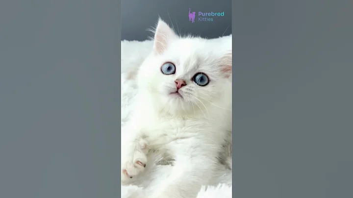 Video 9579081: british shorthair chinchilla kittens, british shorthair silver chinchilla, british shorthair black kitten, white british shorthair kitten, british shorthair male kitten, britishshorthair, chinchilla point, kittens rare