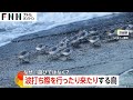 かわいい 波打ち際を行ったり来たりの小鳥ミユビシギ 波打ち際の貝や甲殻類を食べるため かわいい 波打ち際を行ったり来たりの小鳥ミユビシギ 波打ち際の貝や甲殻類を食べるため