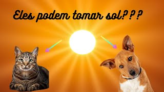 A exposição solar de animais de estimação