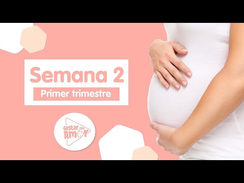 Video: ¿Qué está sucediendo a las 2 semanas de embarazo?