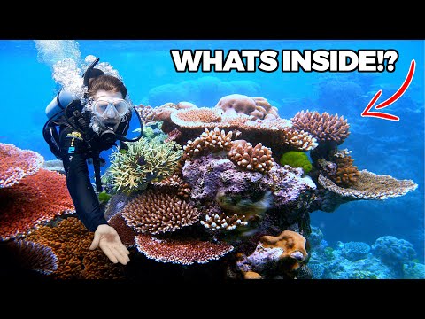 Video: Great Barrier Reef Tours: vārtejas uz Austrālijas zemūdens brīnumu