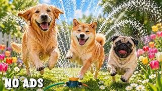 Music for Dogs Home Alone | Calm Separation Anxiety | 24 Hours screenshot 5