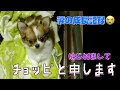 ３ヵ月の子犬チワワを家族に迎えてから９歳まで色んな困難を乗り越えたきた成長記録【完全保存版】