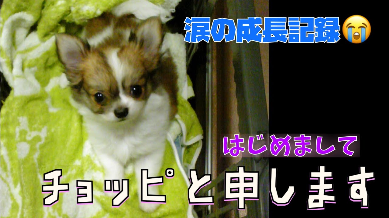 絶対に居るはずのチワワが家中探しても見つからなくてプチパニックに Youtube 絶対に居るはずのチワワが家中探しても見つからなくてプチパニックに Youtube