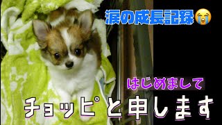 ヵ月の子犬チワワを家族に迎えてから歳まで色んな困難を乗り越えたきた成長記録【完全保存版】